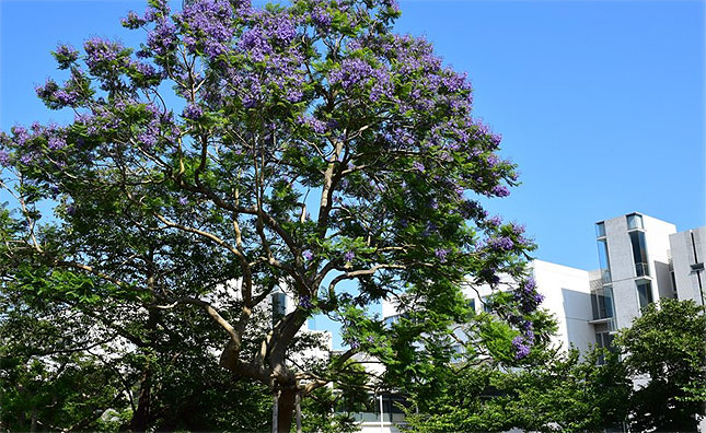 横須賀市景観重要樹木に指定